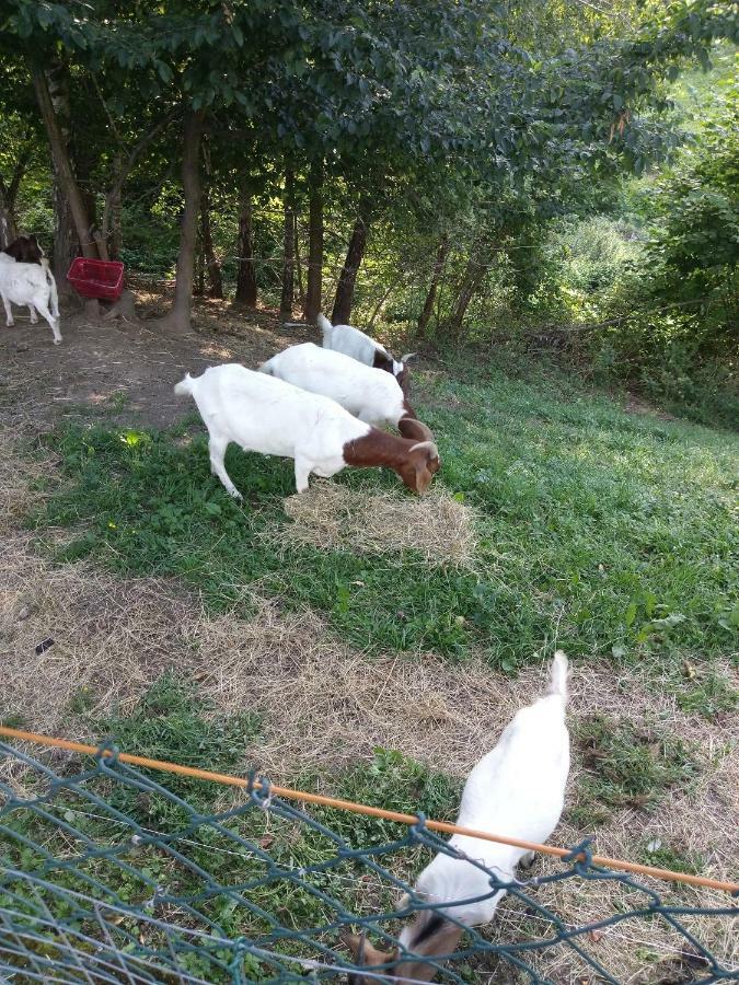 Sostanj Velenje Ravne Sobe Rooms Vrtacnik D O O ภายนอก รูปภาพ
